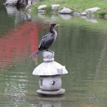 Bird in the Japanese Garden